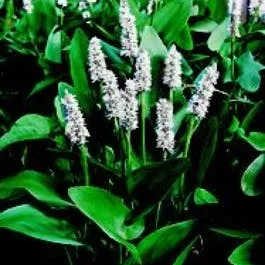 Weißes Pfeilkraut (Pontederia cordata ‚Alba‘)