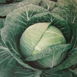 Weißkohl Langedijker dauer