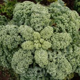 Westlandse Winter – Federkohl / Grünkohl