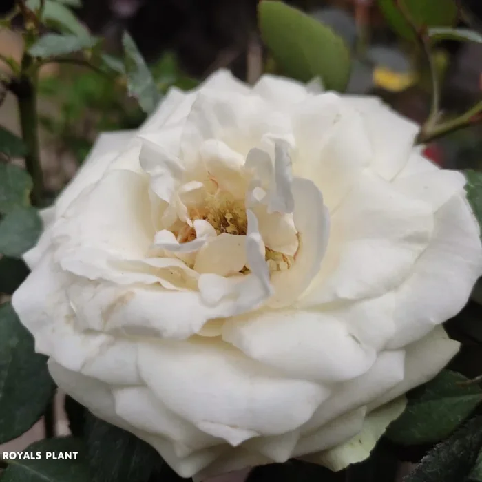 White Climbing Rose Flower Plant
