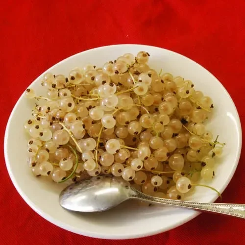 White Currant (Ribes Rubrum Alba)