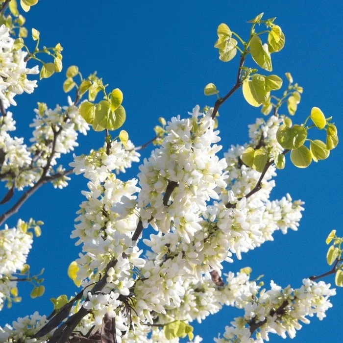 White Redbud