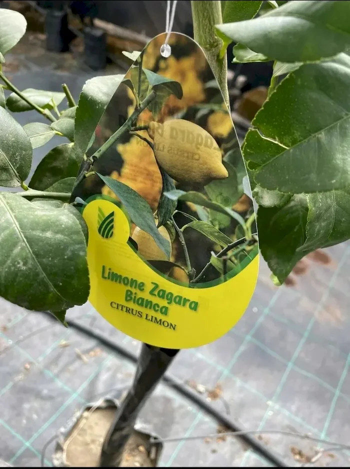 White Zagara lemon 160 cm phytocell 2 years old