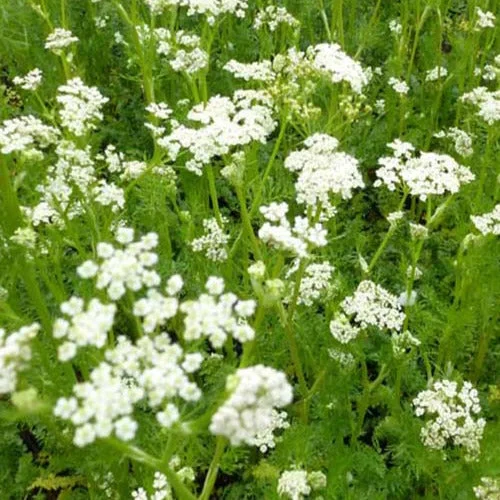 Wiesen-Kümmel