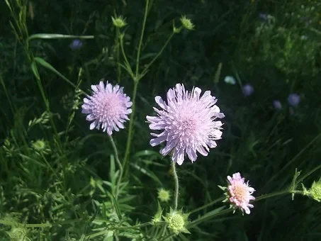 Wiesen-Witwenblume (Knautia arvensis)