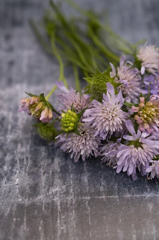 Wiesen-Witwenblume