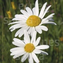Wiesenmargerite – Chrysanthemum leucanthemum