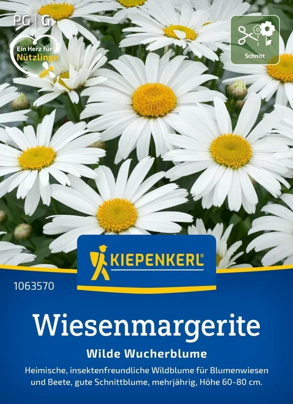 Wiesenmargerite, Heimische, insektenfreundliche Wildblume für Blumenwiesen und Beete – Höhe 60-80 cm