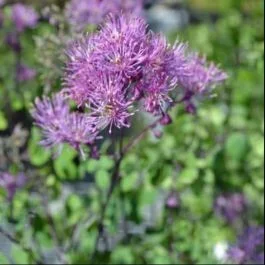 Wiesenraute (Thalictrum) Purplelicious
