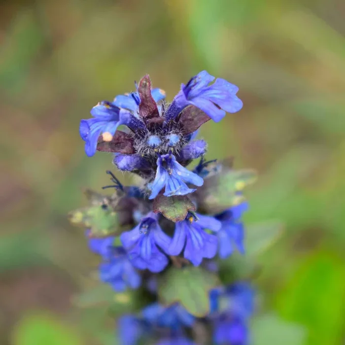 Wiesensalbei