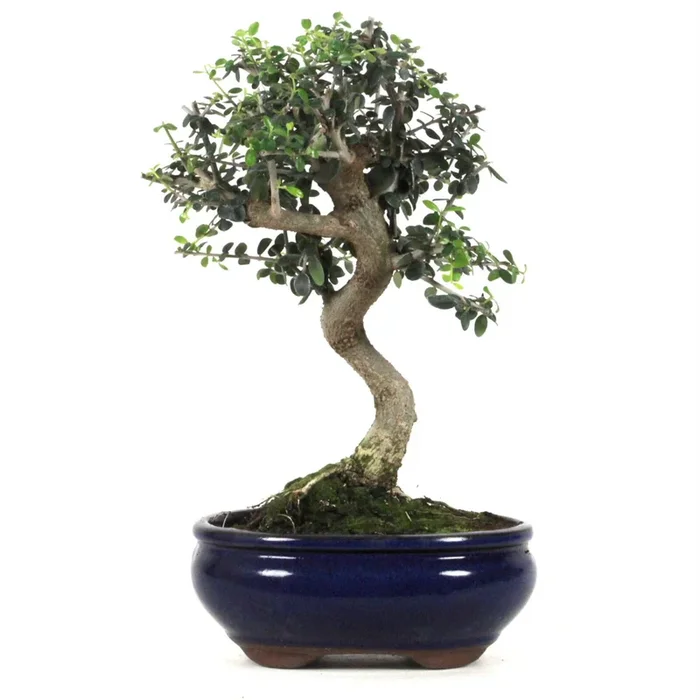 Wild-Olive Bonsai aus Spanien 10 Jahre 33 cm
