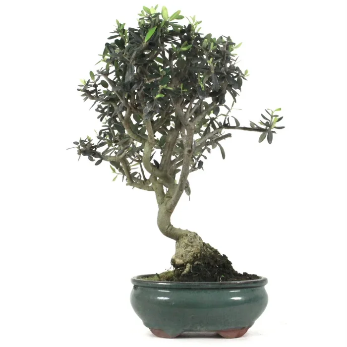 Wild-Olive Bonsai aus Spanien 10 Jahre 41 cm