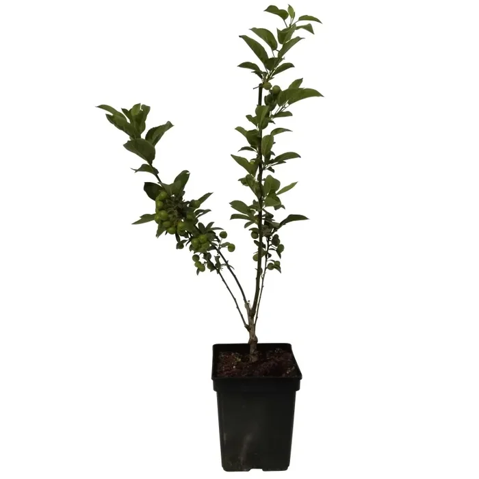 Wildapfel Holzapfel – Malus sylvestris