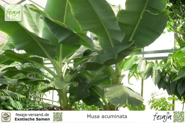 Wildbanane, Musa acuminata