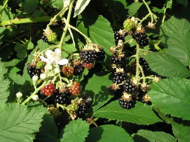 Wilde Brombeere (Rubus fruticosus)