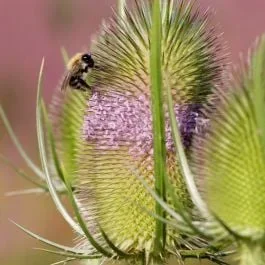 Wilde Karde (Dipsacus sylvestris)
