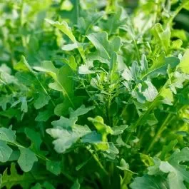 Wilde Rauke (Rucola silvatica/Diplotaxis tenuifolia)
