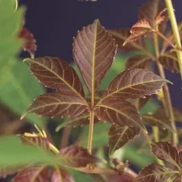 Wilde Wein (Parthenocissus ‚Henryana‘)