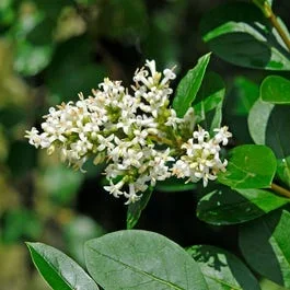 Wilder Liguster (Ligustrum vulgare)
