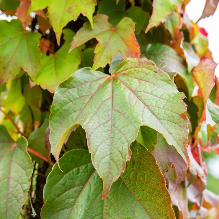 Wilder Wein ‚Veitchii‘