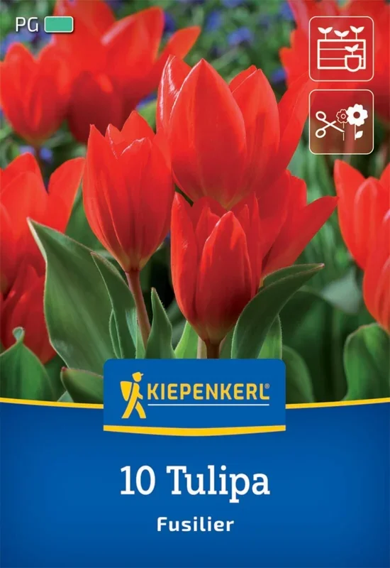 Wildtulpe Fusilier (10 Stück)