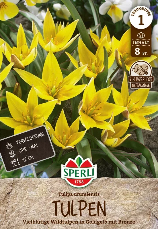 Wildtulpe Urumiensis (8 Stück)