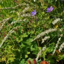 Wimpern-Perlgras (Melica ciliata )