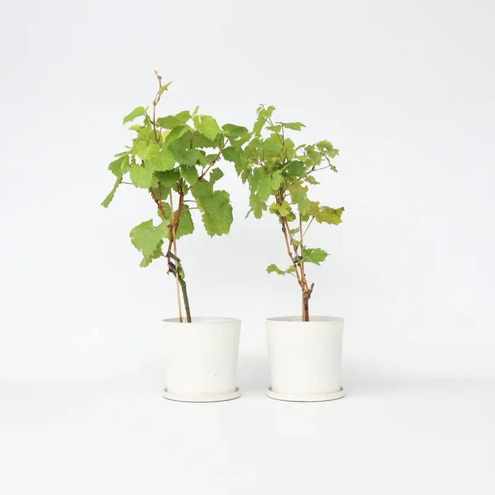 Wine mix Vitis vinifera – 2 types – Grape plant