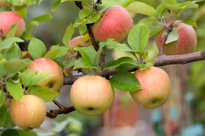 Winterapfel ‚Goldparmäne‘