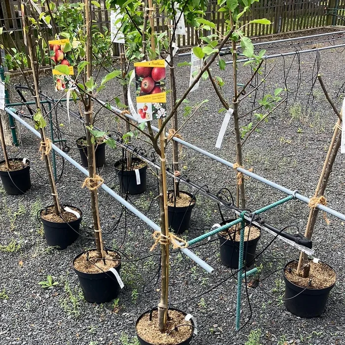 Winterapfel ‚Roter Boskoop‘