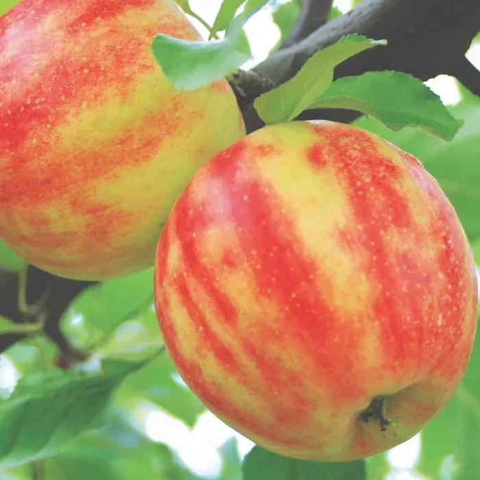 Winterapfel Karneval (R)