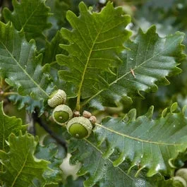 Wintereiche, Waldgrün (Quercus petraea)