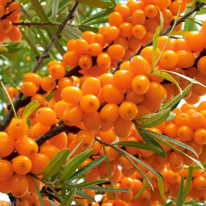 Winterfrucht ‚Oranje Power‘, männliche Pflanze Hippophae rhamnoides – Bestellnummer 4400160