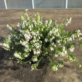 Winterheide (Erica carnea ‚Springwood White‘)