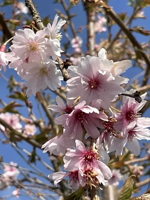 Winterkirsche – Schneekirsche ‚Autumnalis‘