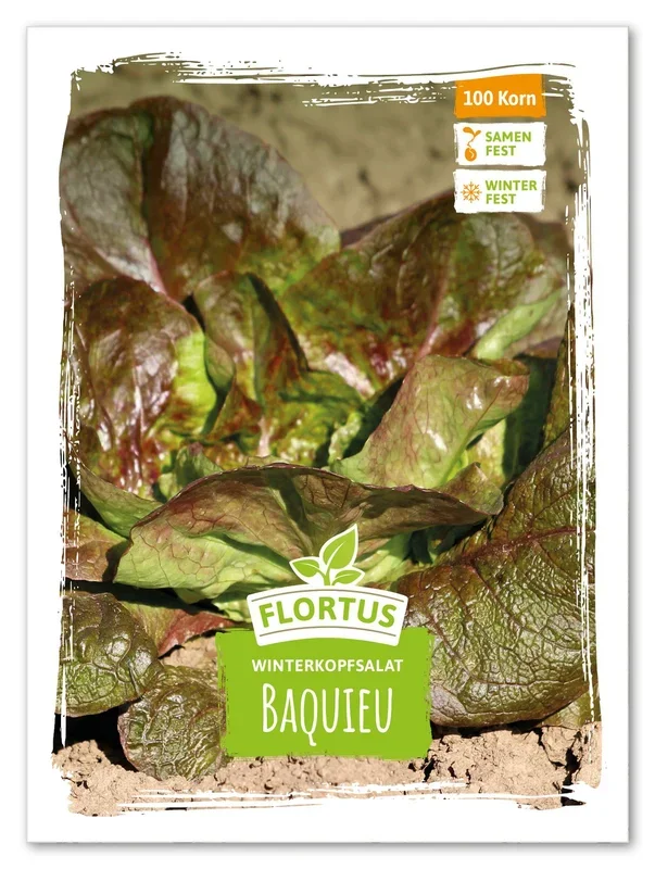 Winterkopfsalat Baquieu