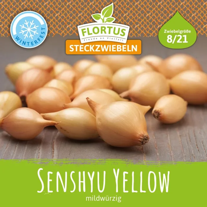 Wintersteckzwiebel Senshyu Yellow