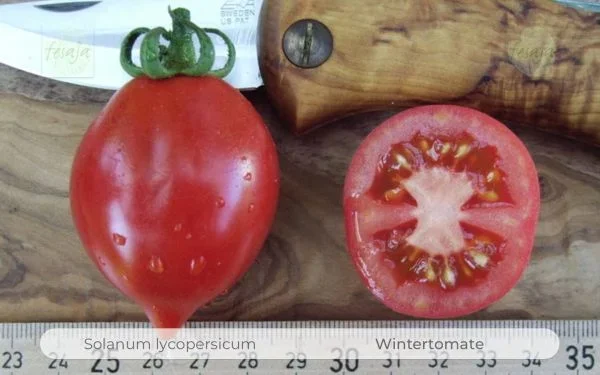 Wintertomate · Tomaten · Samen