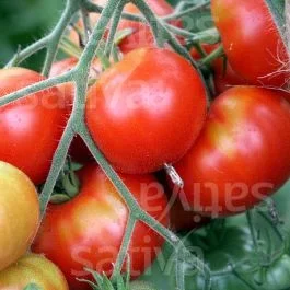 Wladiwostok – Tomate