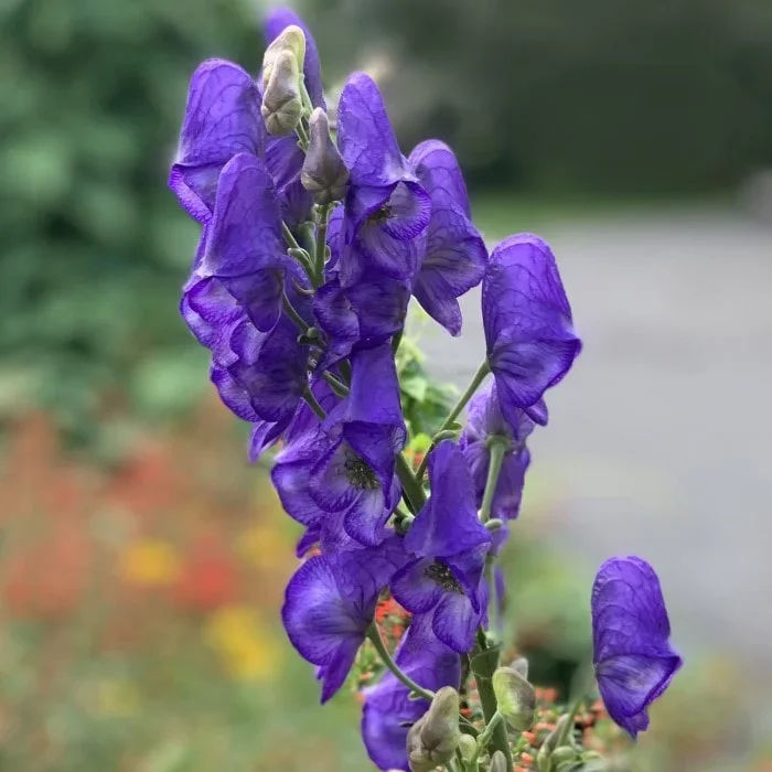 Wolfsbane (Monkshood)