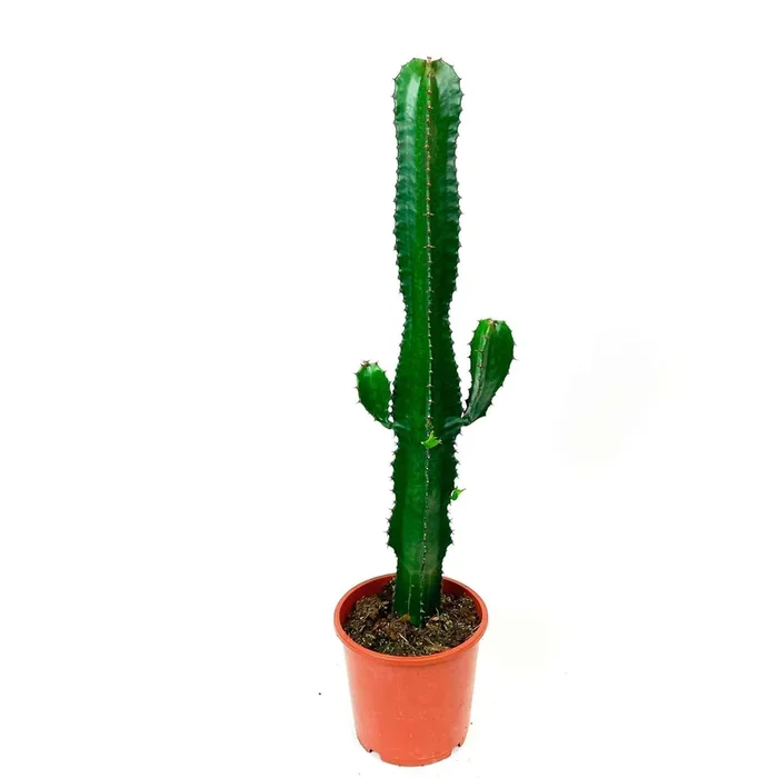 Wolfsmilch Euphorbia acruensis