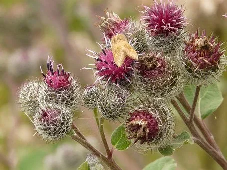 Wollkopf-Klette (Arctium tomentosum)