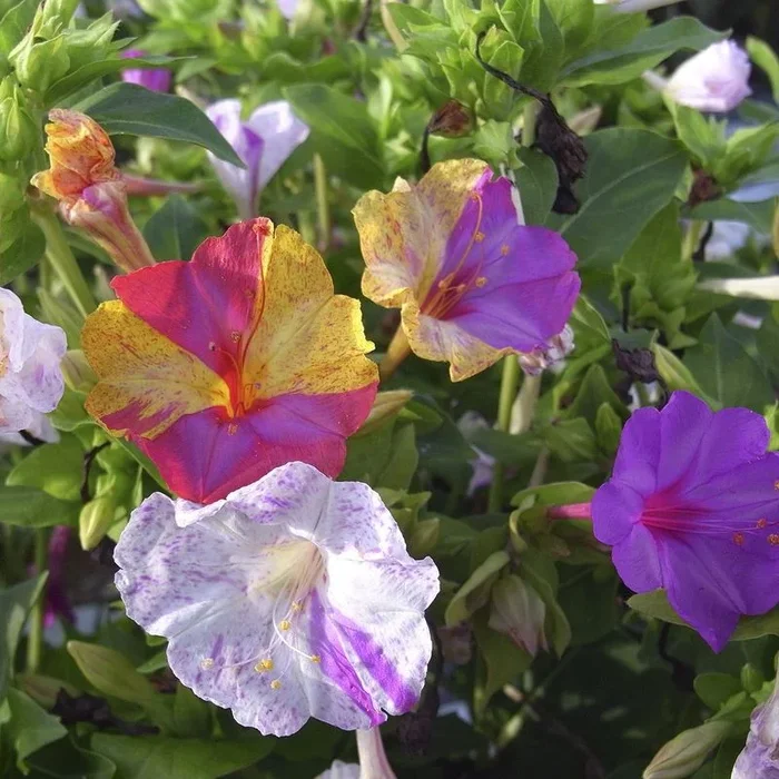 Wunderblume