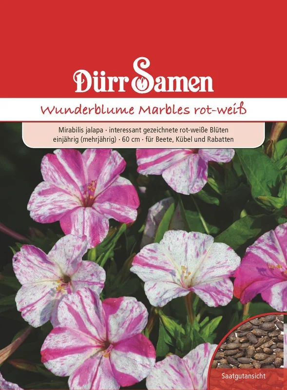 Wunderblume Marbles rot weiß