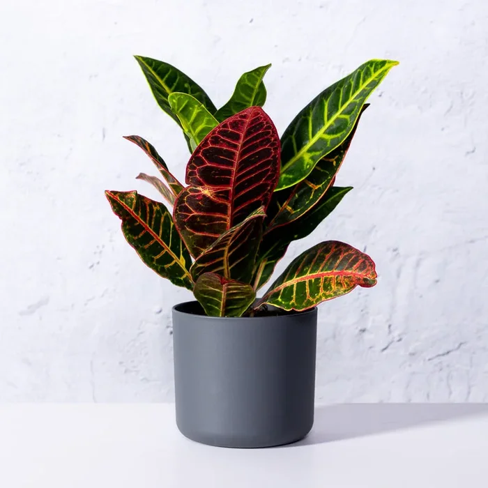 Wunderstrauch ‚Petra‘