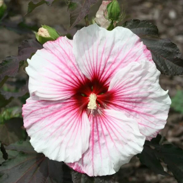 XXL Staudenhibiskus Copper Queen (Hibiscus moscheutos) – Riesenhibiskus winterhart, mehrjährig, imposante Gartenstaude