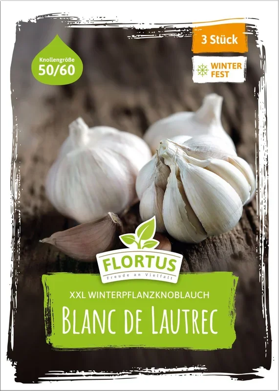 XXL Winterpflanzknoblauch Blanc de Lautrec