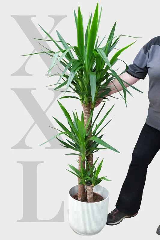 XXL Yucca Palme 3 stämmig, 130-140cm