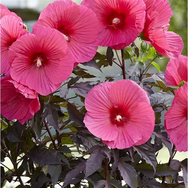 XXXL Riesenhibiskus – Hibiscus moscheutos ‚Carousel Pink Passion‘ | Staudenhibiskus mit großen rosa Blüten