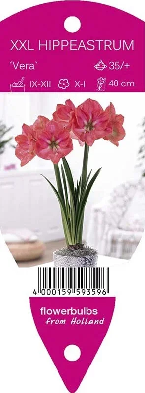 Young Generation Amaryllis Vera, große, leuchtend rote Blüten